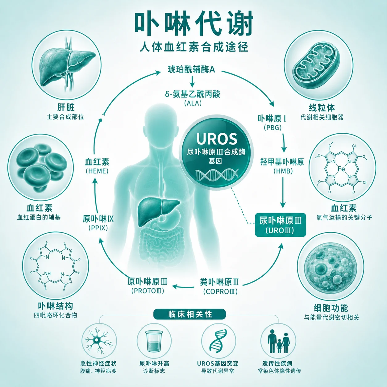 先天性红细胞生成性卟啉病 - 卟啉代谢示意图 红细胞生成过程 DNA双螺旋 遗传模式图表