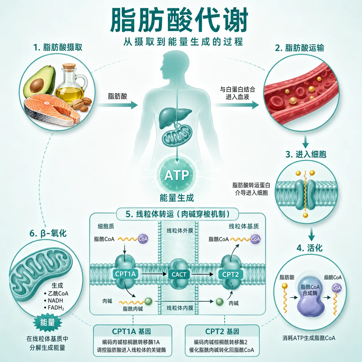 肉碱棕榈酰转移酶I/ Ⅱ缺乏症 - 脂肪酸代谢示意图