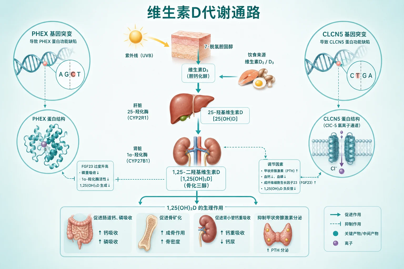 佝偻病 - 维生素D代谢路径