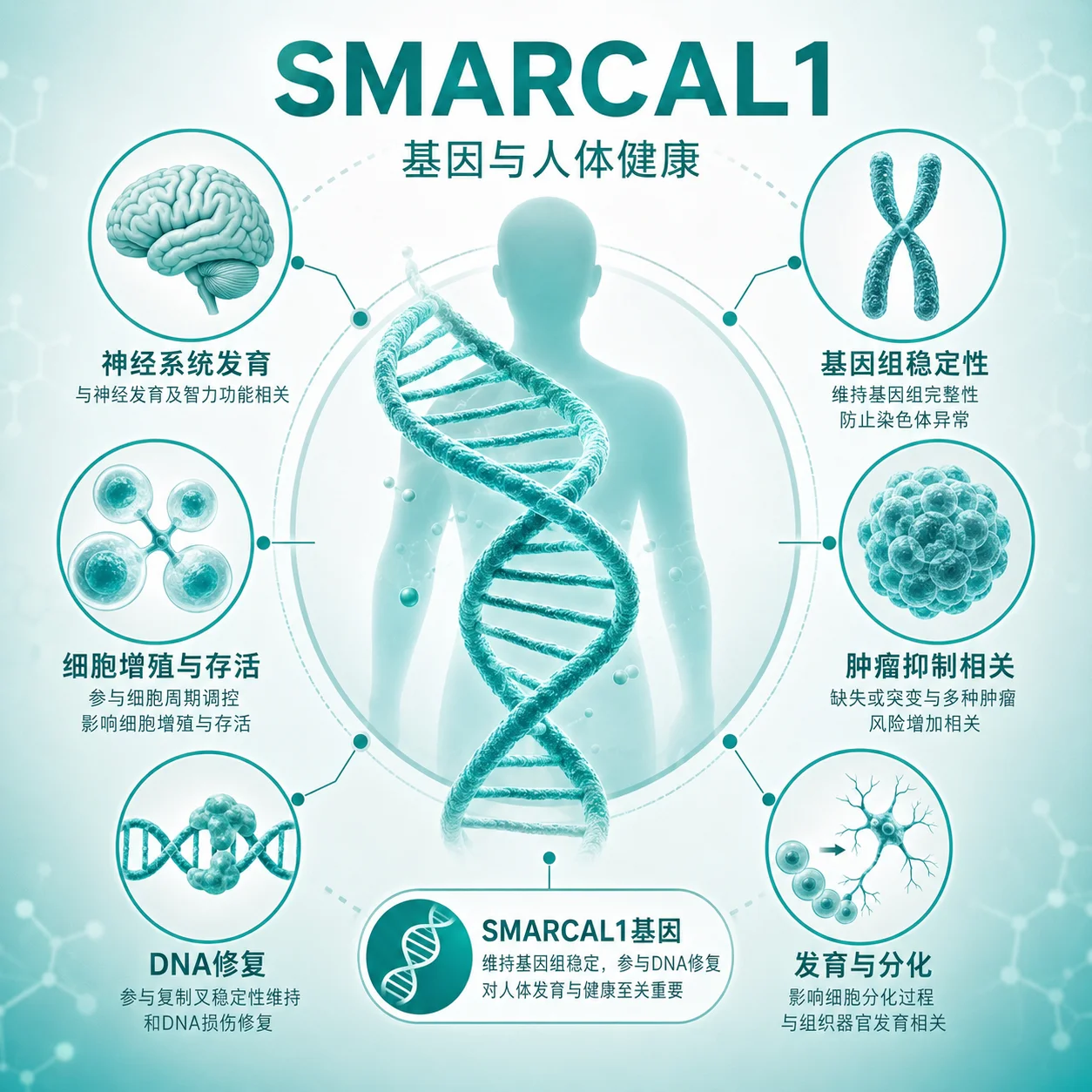 免疫－骨发育不良Schimke 型 - DNA双螺旋 染色体示意图 细胞与器官示意