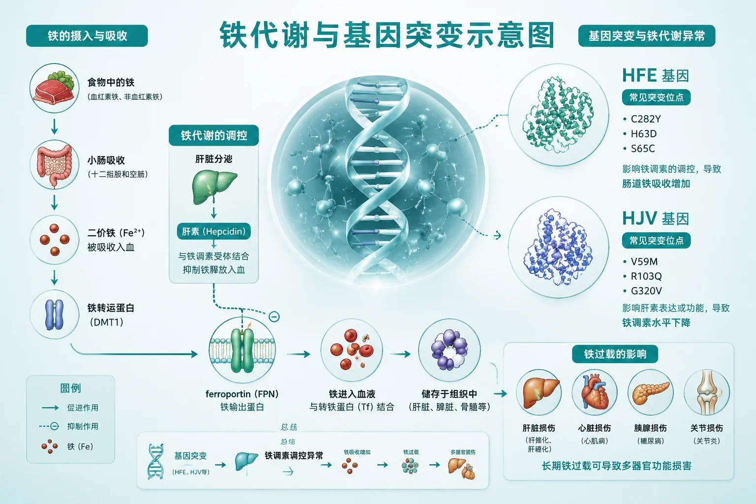 遗传性血色病 - 肝脏结构示意图