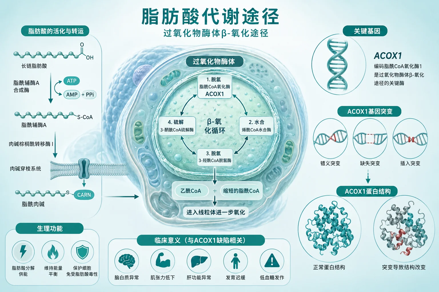 过氧化物酶酰基辅酶A 氧化酶缺乏症 - 脂肪酸代谢通路