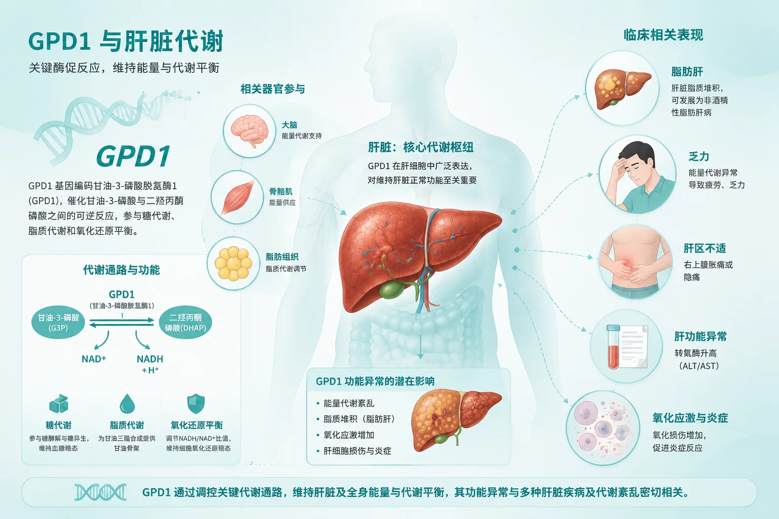 暂时性婴儿高甘油三酯血症 - 肝脏代谢图解