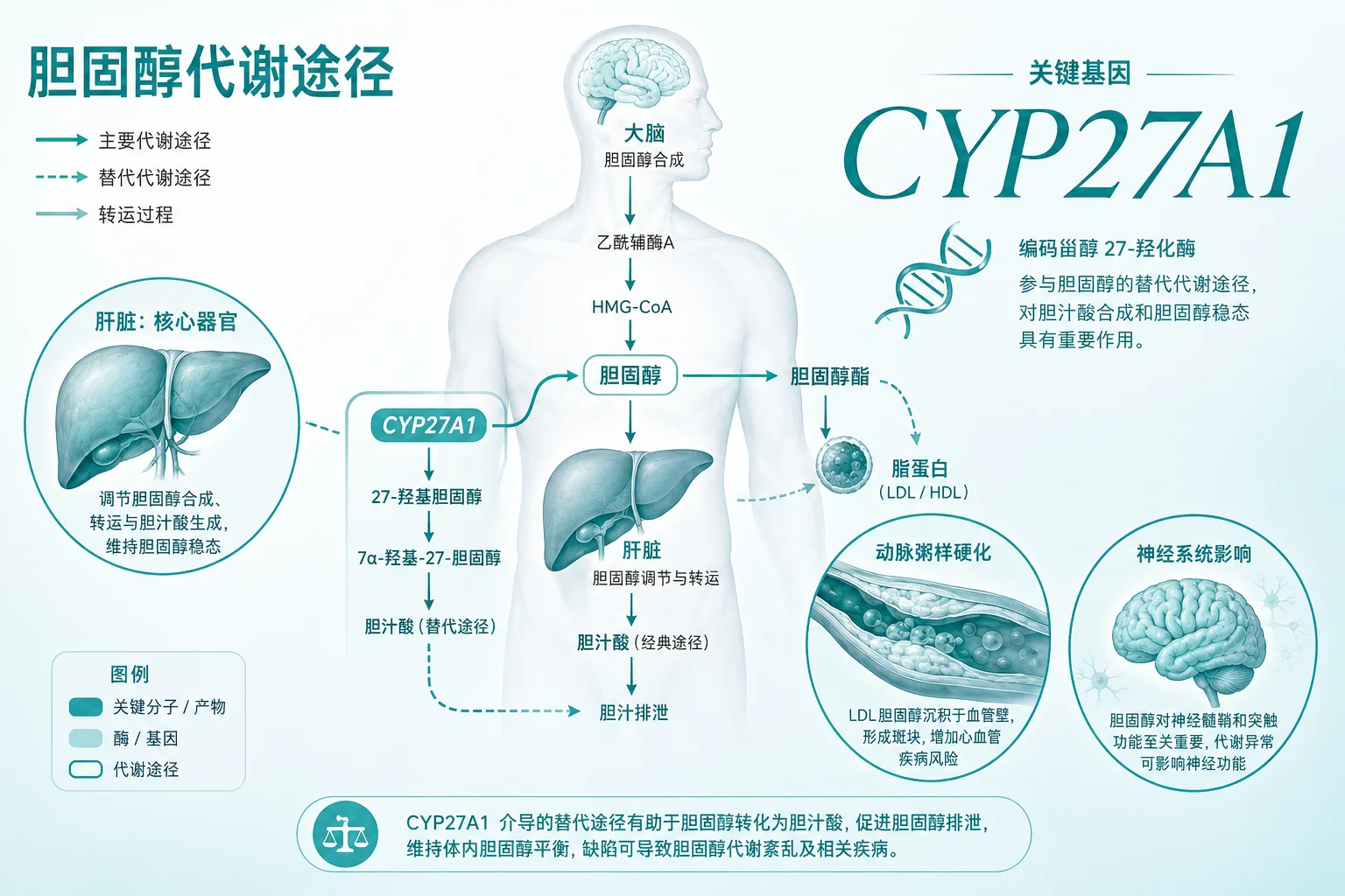 脑腱黄瘤病 - 胆固醇代谢途径