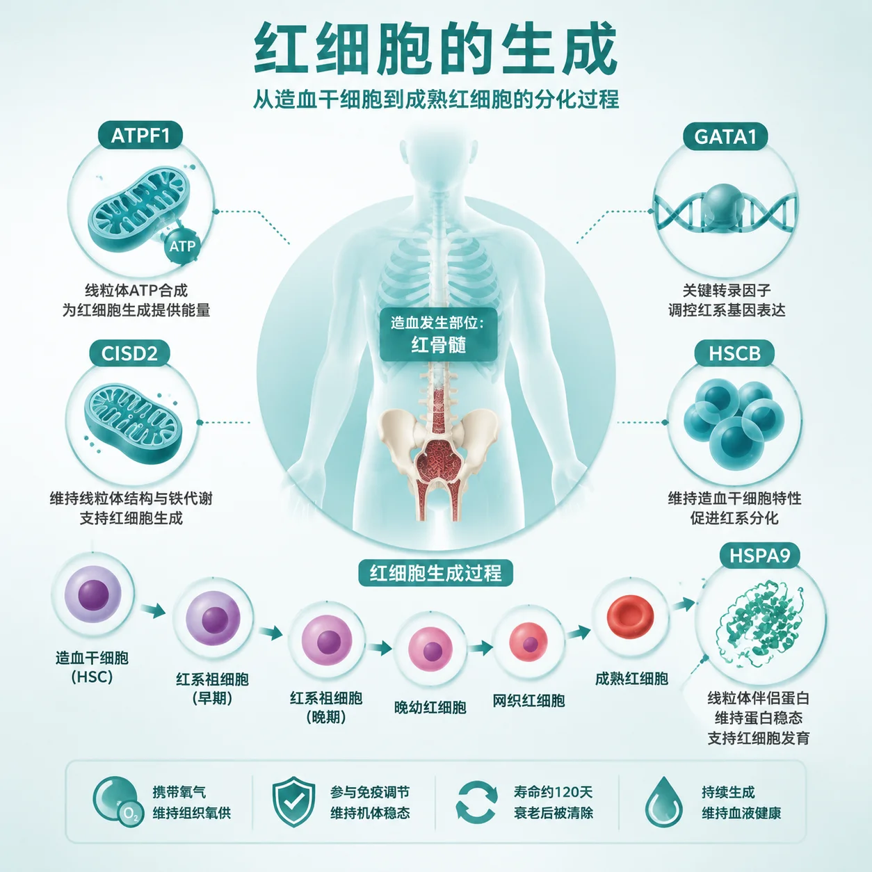 铁粒幼细胞贫血 - 红细胞生成 铁代谢示意 基因检测流程