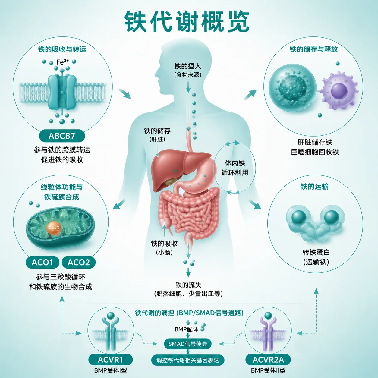 铁代谢相关疾病 - 铁代谢示意图 血红蛋白合成 基因检测流程