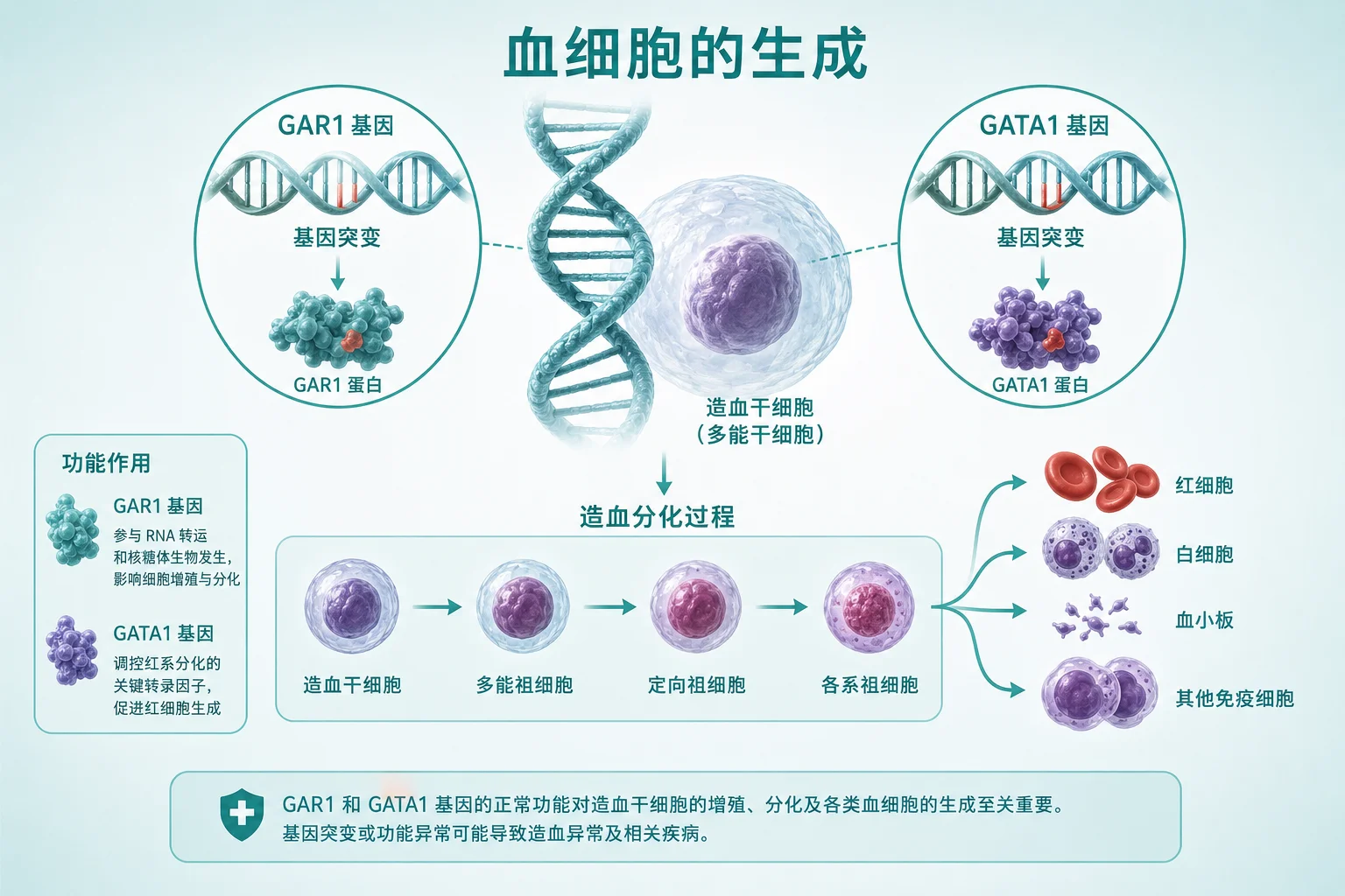 再生障碍性贫血 - 血细胞生成过程